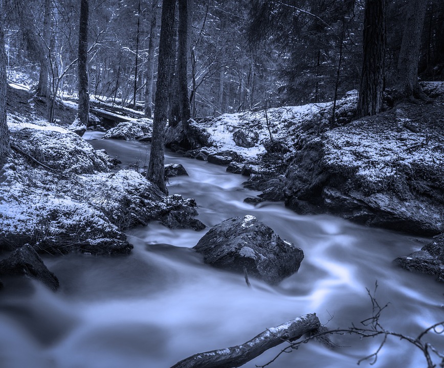 Forest 648512 960 720