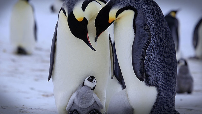 Affection