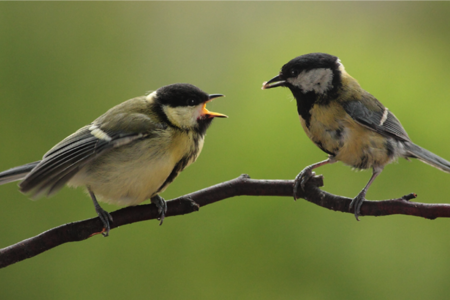 Oiseaux