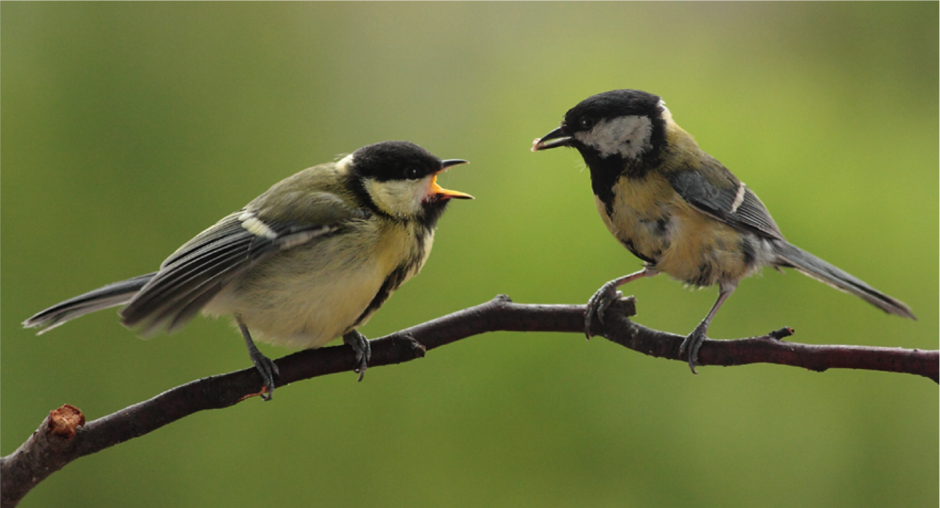 Oiseaux
