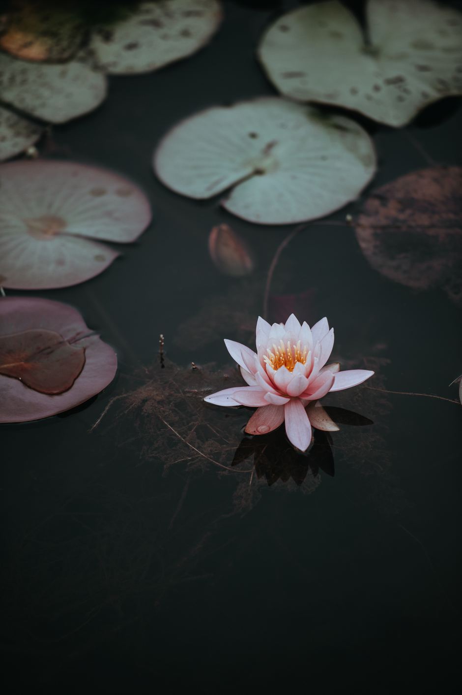 Annie spratt 301639 unsplash