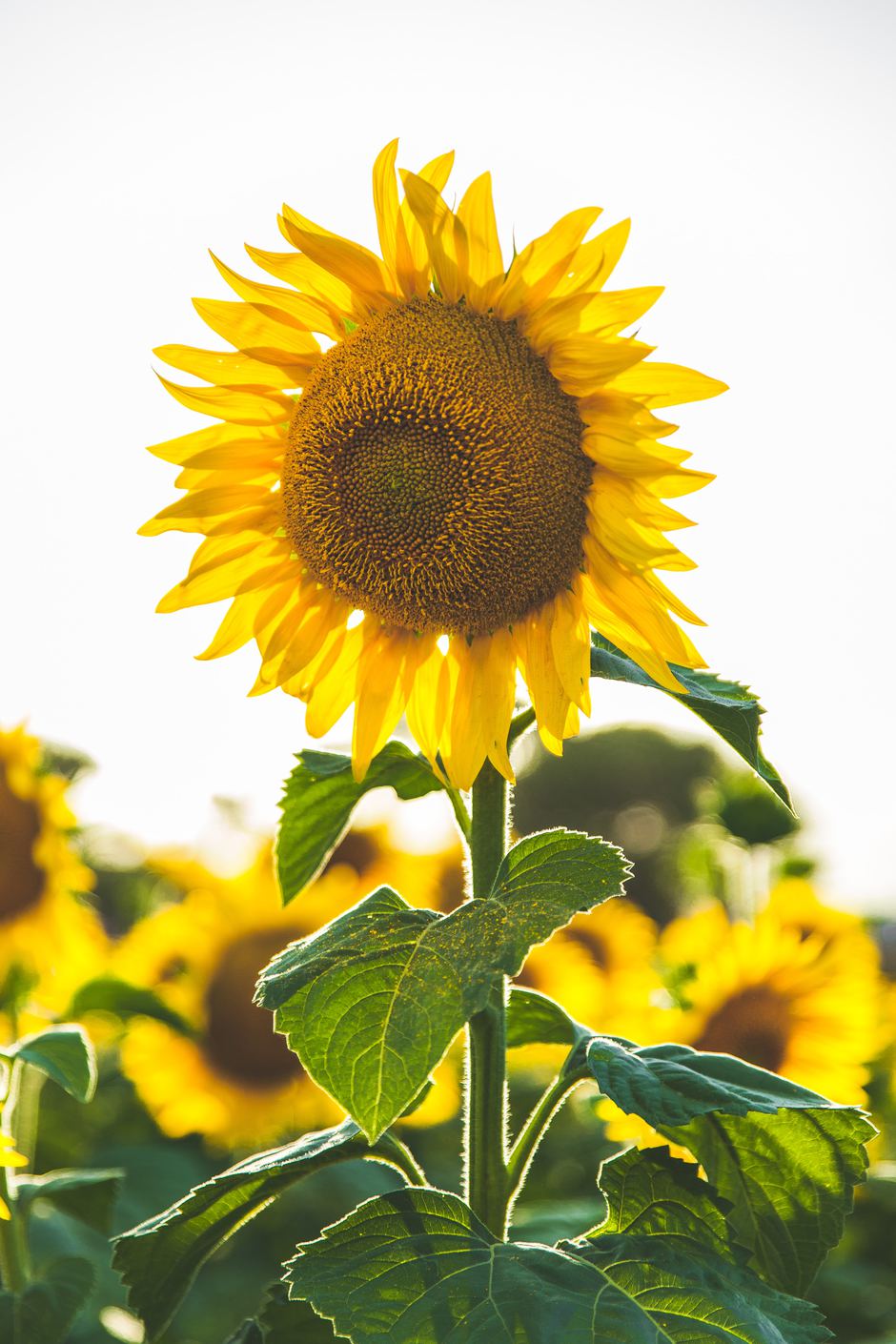 Paul green 5lrxnlhfzoy unsplash