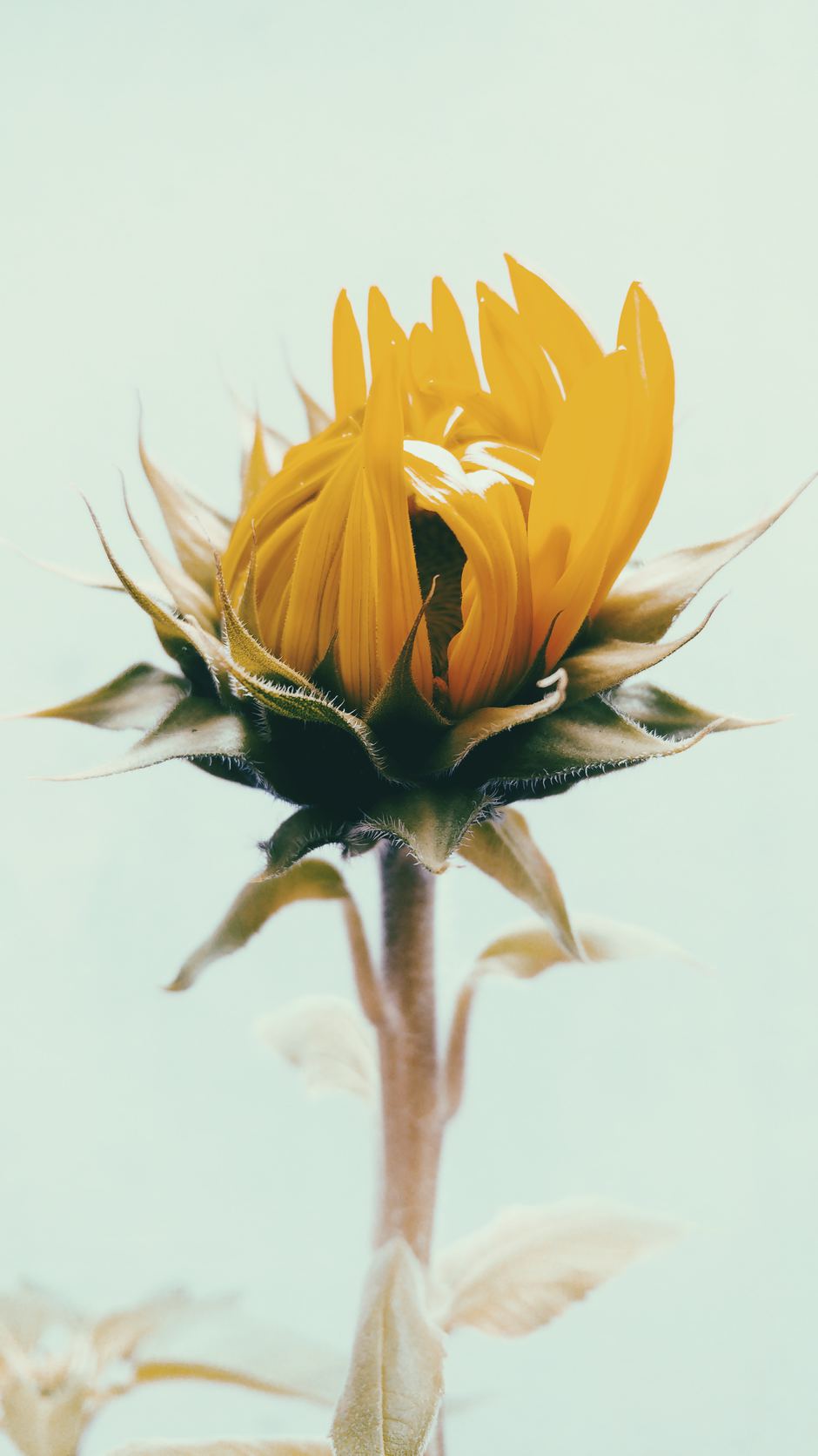 Lucas silva pinheiro santos mpvzb3421lk unsplash