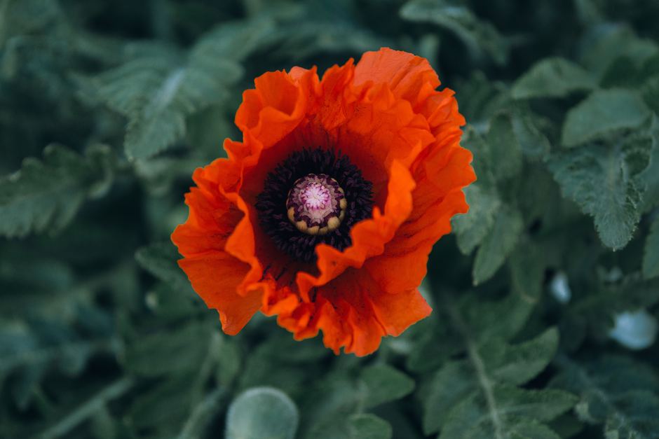 Zhen hu sauu zq5zka unsplash