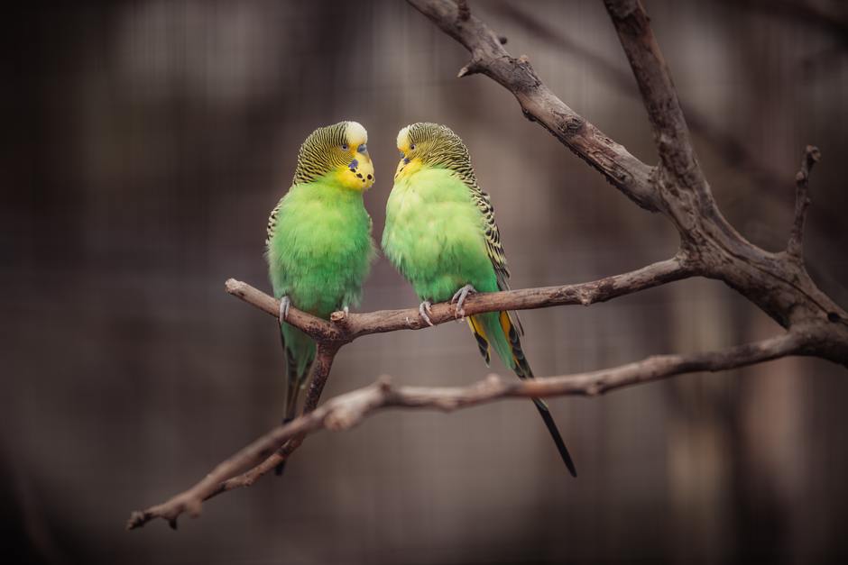 Janosch diggelmann 4eerfhybiaw unsplash