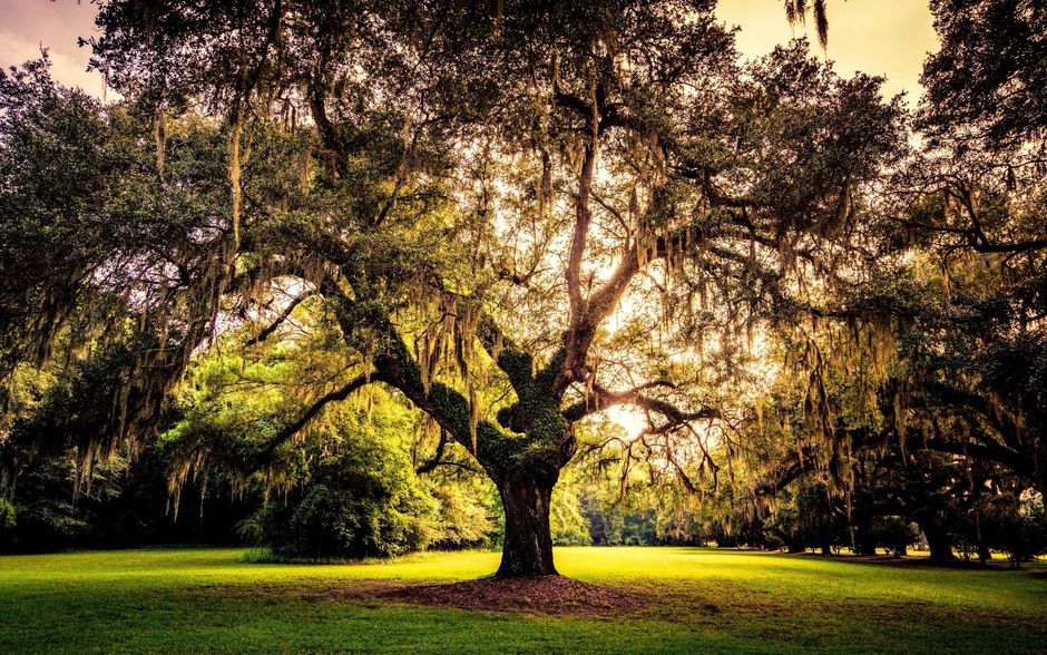 Arbre de vie