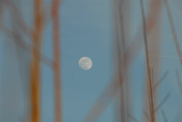 En coupant l osier 02 
